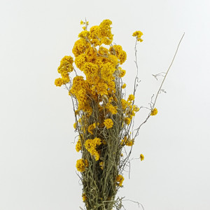 Sanfordii giallo (gr.50)