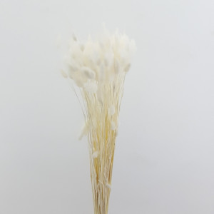 Lagurus cm.55 bianco (gr.100)
