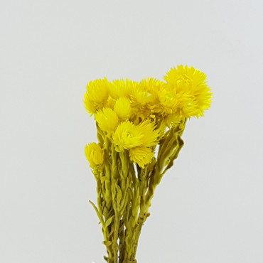 Caplume mazzo giallo (gr.35)