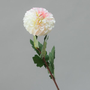 Zinnia cm.73 rosa