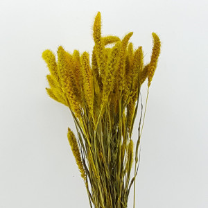 Setaria italia gr.100 giallo