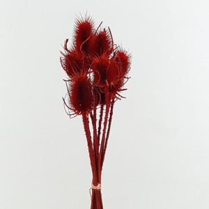 Cardo palustre rosso (pz.10)