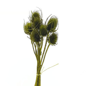 Cardo palustre verde (pz.10)