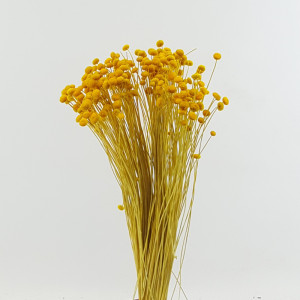 Amarelinho giallo (gr.100)