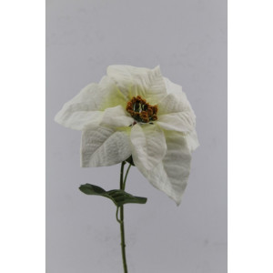Poinsettia cm.61 bianco