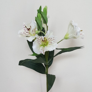 Alstroemeria 5 fiori crema