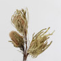 Banksia hookerana naturale (pz.3)