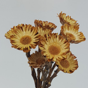 Protea rosetta cm.35 naturale (pz.10)