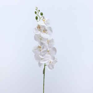 Phalaenopsis cm.98 bianco