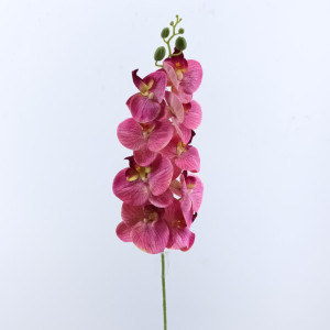 Phalaenopsis cm.98 fucsia