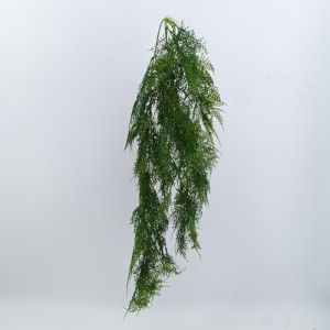 Asparagus cadente cm.90 verde