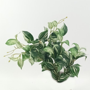 Tredescantia plant cm.54 verde