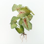 Taro plant cm.55 verde