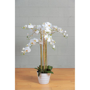 CV-Orchidea h.118 bianco