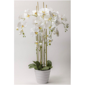 CV-Orchidea h.102 bianco