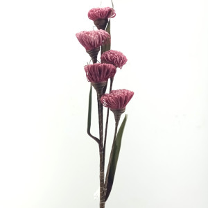 Dandelion foam cm.102 rosa
