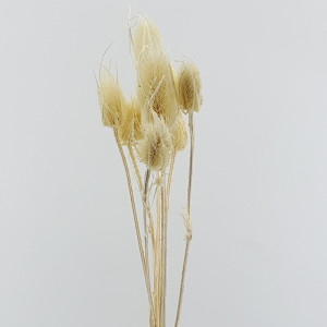 Cardo palustre bianco (gr.250)