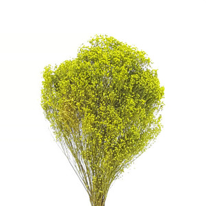 Broom blooms verde (gr.100)