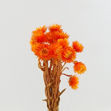 Caplume mazzo arancio (gr.35)