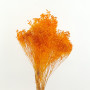 Broom blooms arancione (gr.100)