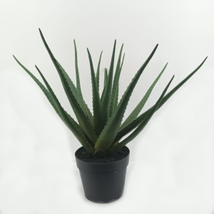 Aloe plant cm.50 verde