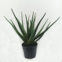 Aloe plant cm.50 verde