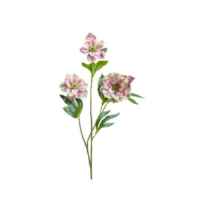 Helleborus ramo cm.64 rosa