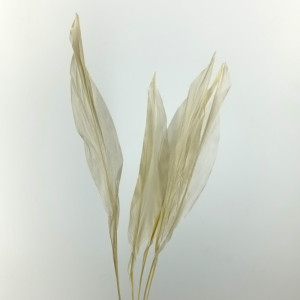Clivia preservata cm.70 sbiancata (pz.5)