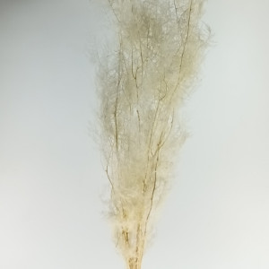Plumosum cm.150 sbiancato (pz.10)