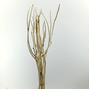 Mitsumata sbiancata cm.60 (pz.10)