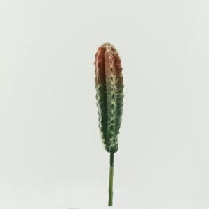 Cactus cm.22 green-red