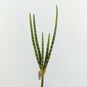 Sanseveria h.50 verde