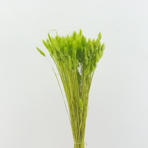 Lagurus verde mela (gr.100)
