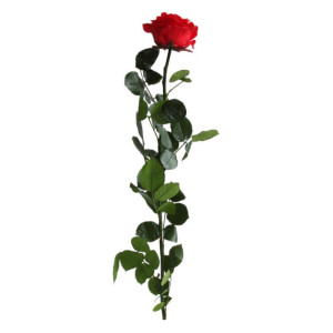 Rosa pres. con stelo premium rosso