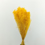 Broom blooms giallo (gr.100)
