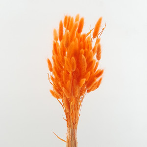 Lagurus arancio (gr.100)