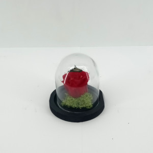 Rosa in campana d.6 rosso