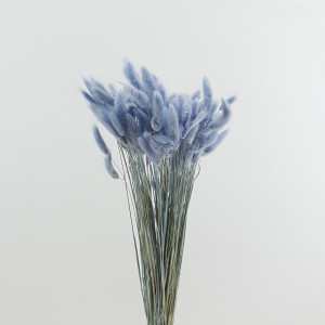 Lagurus azzurro (gr.100)