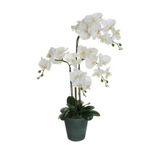 SV-Phalaenopsis cm. 078
