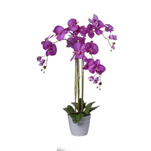 CV-Orchidea h.091 fucsia