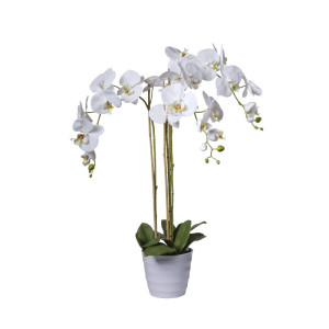 CV-Orchidea h.091 bianco