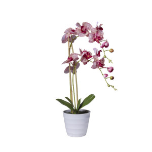 CV-Orchidea h.071 burgundy