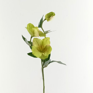 Helleborus cm.56 verde