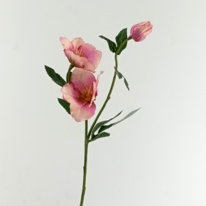 Helleborus cm.56 rosa