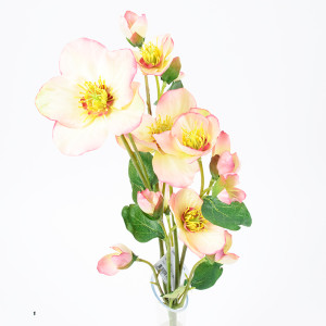 Helleborus cm.35 rosa