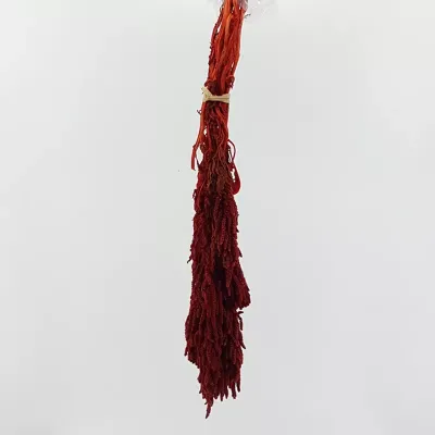 Amaranthus caudatus bordeaux (gr.100)