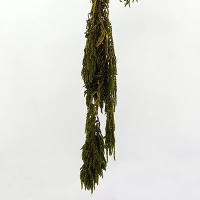 Amaranthus caudatus verde (gr.100)