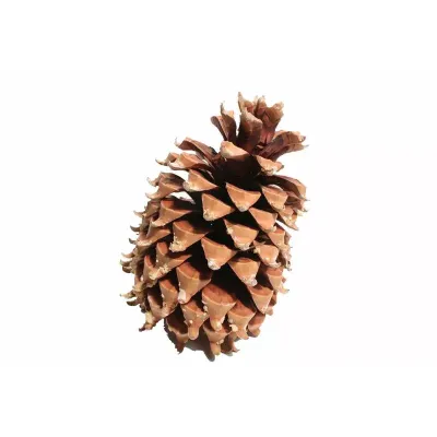 Pigna cm.17-23 naturale