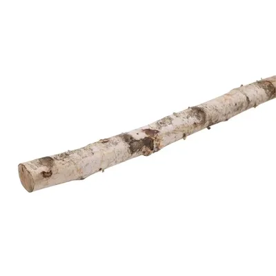 Betulla tronco cm.200