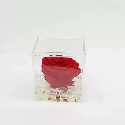 Rosa preserv.in cubo pvc 10 rosso